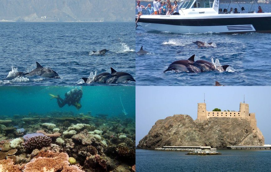 Dolphin Watching & Snorkeling (Sharing) (10 am to 1 pm )